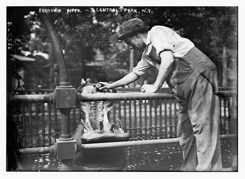 File:Central Park - feeding hippo LCCN2014693526.jpg