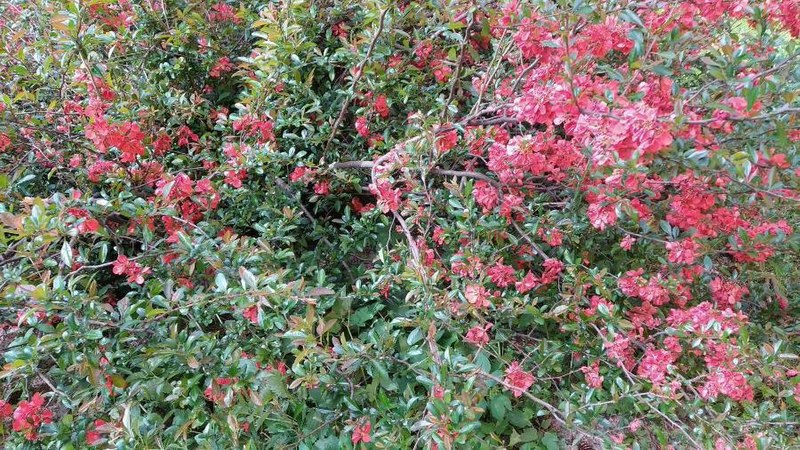 File:Chaenomeles japonica habitus.jpg