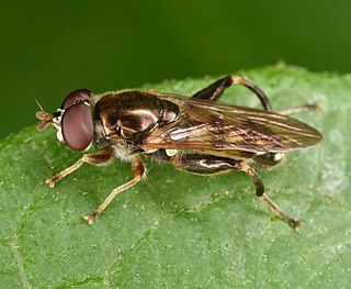 <i>Chalcosyrphus metallicus</i> Species of fly