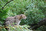 Thumbnail for File:Chat pecheur zoo Pessac.jpg