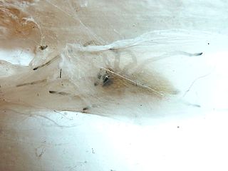 <i>Cheiracanthium furculatum</i> Species of spider