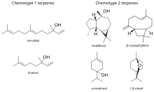 Chemotypes found in Melaleuca quinquenervia Chemotypes found in Melaleuca quinquenervia.svg