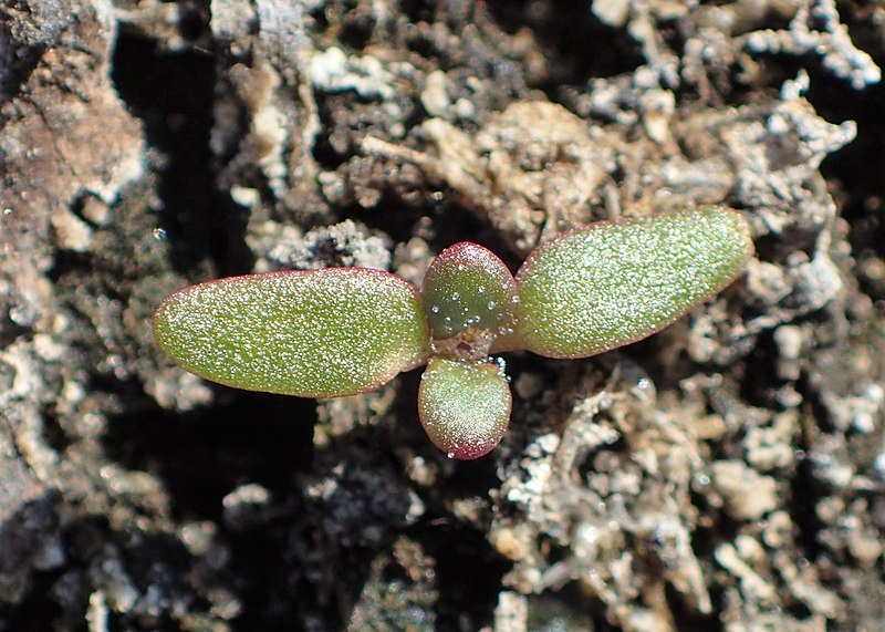 File:Chenopodium glaucum kz03.jpg