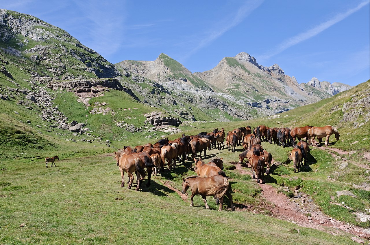 Troupeau de chevaux à l'estive dans les Pyrénées, près du lac d'Estaens. Myrabella / Wikimedia Commons / CC BY-SA 3.0 & GFDL