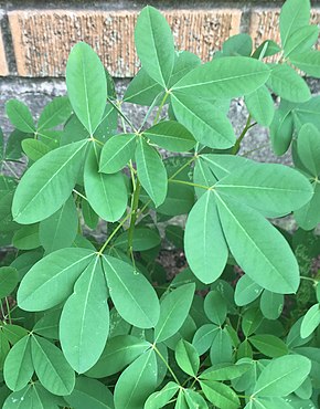 A kép leírása Chipilín (Crotalaria longirostrata) .jpg.