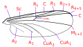 Chironomidae wing veins.svg