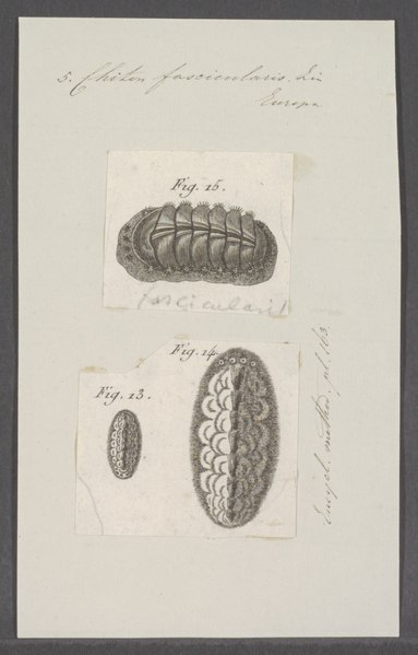 File:Chiton fascicularis - - Print - Iconographia Zoologica - Special Collections University of Amsterdam - UBAINV0274 081 06 0010.tif