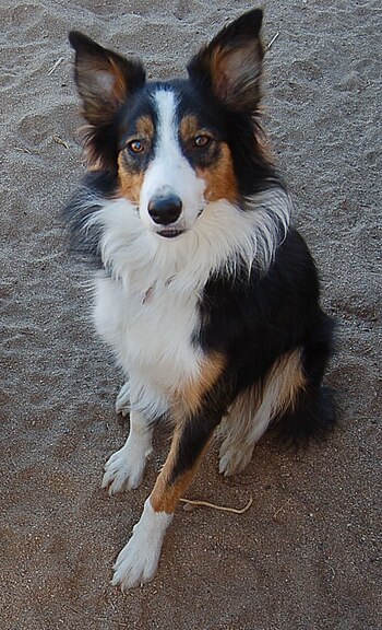 are border collies good apartment dogs