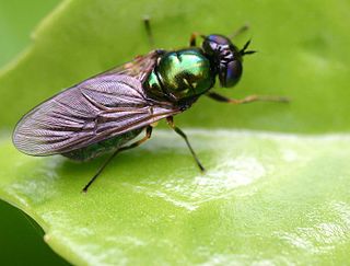 <i>Chloromyia speciosa</i> Species of fly