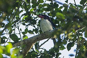 Chocolate-backed Kingfisher from the Canopy Walkway - Kakum NP - Ghana 14 S4E1290 (15577534033).jpg