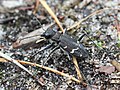 Cicindela sylvatica Linnaeus, 1758