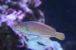 Cirrhilabrus lineatus