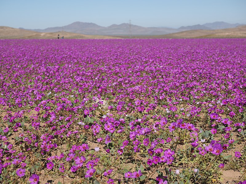 Archivo:Cistanthe sp., pata de guanaco (36129700964).jpg