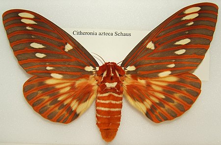 Citheronia azteca