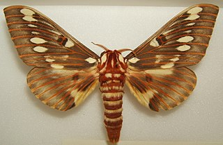 <i>Citheronia splendens</i> Species of moth