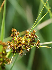 Меч трава. Cladium mariscus. Меч-трава обыкновенная - Cladium mariscus. Cladium mariscus (l.) Pohl (меч-трава обыкновенная),. Камыш бокоцветковый.