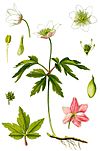 Cleaned-Illustration Anemone nemorosa.jpg