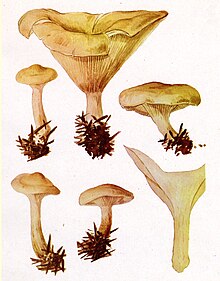Clitocybe amoenolens (illustration by Malençon).jpg