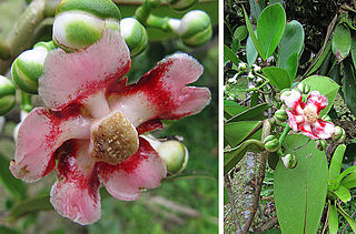 <i>Clusia croatii</i> Species of flowering plant