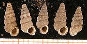 Miniatuur voor Cochlostoma gracile