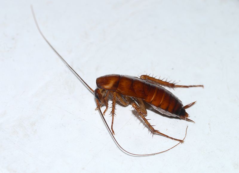 File:Cockroach July 2013-1.jpg