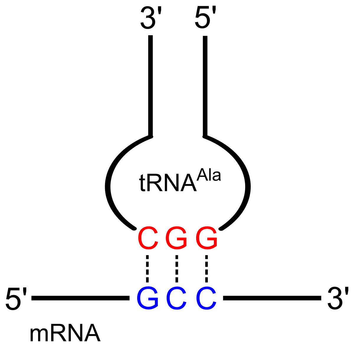 Archivo:Codon-Anticodon pairing.svg - Wikipedia, la enciclopedia libre