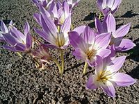 Colchicum speciosum Flowers BotGardBln0906.JPG