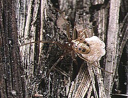 Coleosoma.floridanum.female.with.eggsac.-.tanikawa.jpg