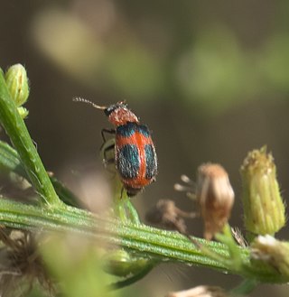 <i>Collops quadrimaculatus</i> Species of beetle