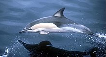 Delphinus delphis නම් ඩොල්ෆින් විශේෂය