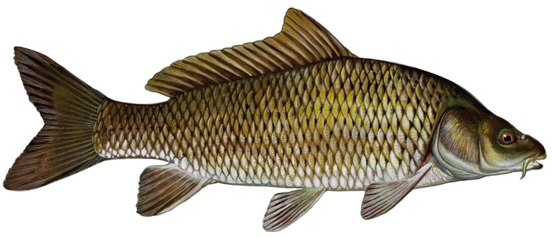 File:Common carp (white background).jpg