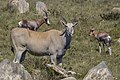 * Nomination: Common eland (Taurotragus oryx) --Charlesjsharp 17:35, 19 June 2024 (UTC) * Review The main subject is good, but the background looks weird. Oversharpened maybe? --MB-one 13:20, 21 June 2024 (UTC)