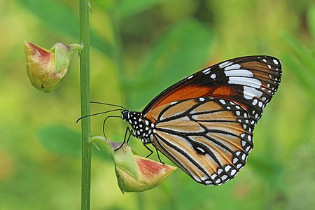 male common tiger butterfly (Danaus genutia genutia)