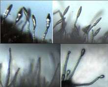 Conidiophores of corn grey leaf spot Conidiophores of corn gray leaf spot fungus.jpg