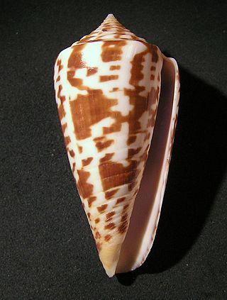 <i>Conus inscriptus</i> Species of sea snail