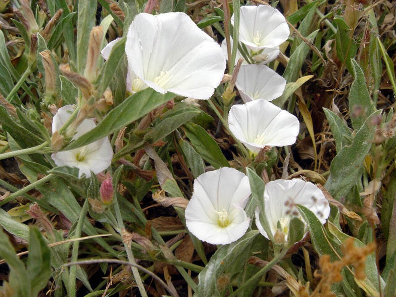 Convolvulus lineatus