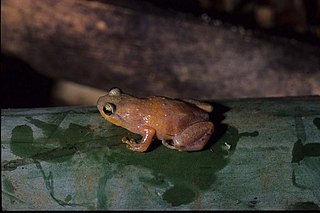 <i>Cophyla berara</i> Species of frog