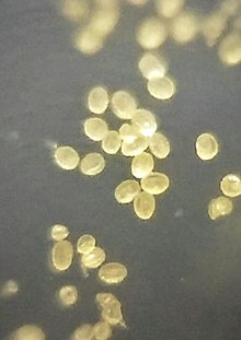 Pollens of Peltophorum pterocarpum Copper-pod2.jpg
