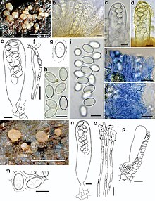 Coprotus sexdecimsporus (10.3897-mycokeys.29.22978) Figure 3.jpg