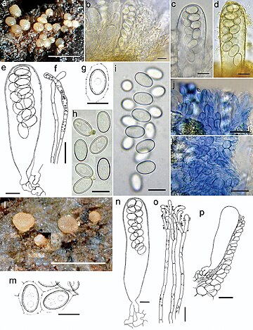 Coprotus