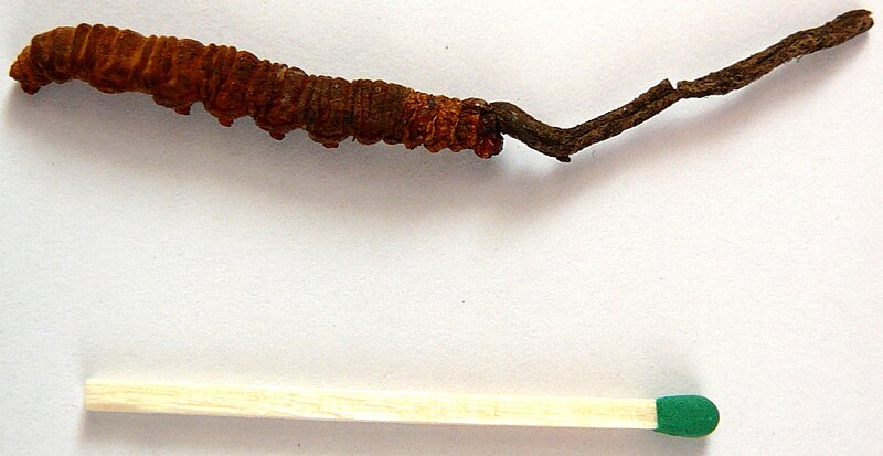 File:Cordyceps sinensis.edit.jpg