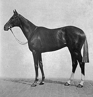 Coronach (horse) British Thoroughbred racehorse