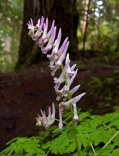 Corydalis paniculigera