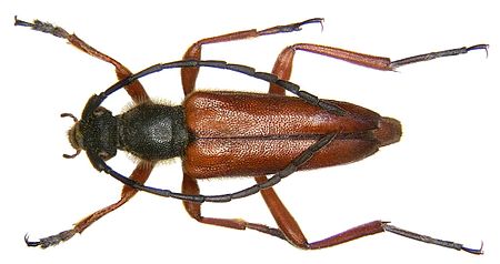 Stictoleptura rufa