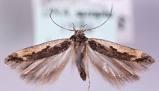 <i>Cosmardia moritzella</i> Species of moth