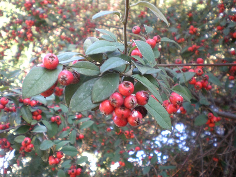 File:Cotoneaster pannosus 2c.JPG