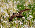 C. c. coturnix in flight over a meadow, Russia