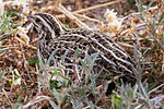 Miniatura para Coturnix pectoralis