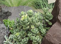 Cotyledon tomentosa ssp. ladysmithensis.jpg