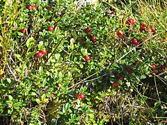 Где находится брусника. Куст брусники. Брусника (Vaccinium Oxycoccos). Брусника размер куста. Брусника фото кустарника.